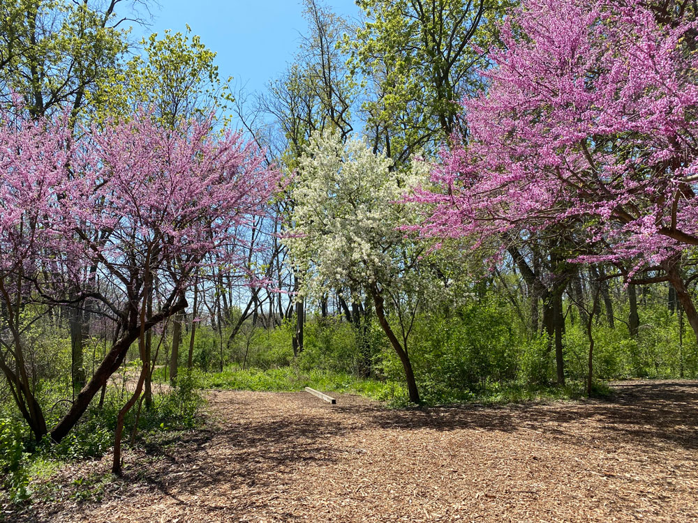 Wood chip trail path between Red bud trees in Spring